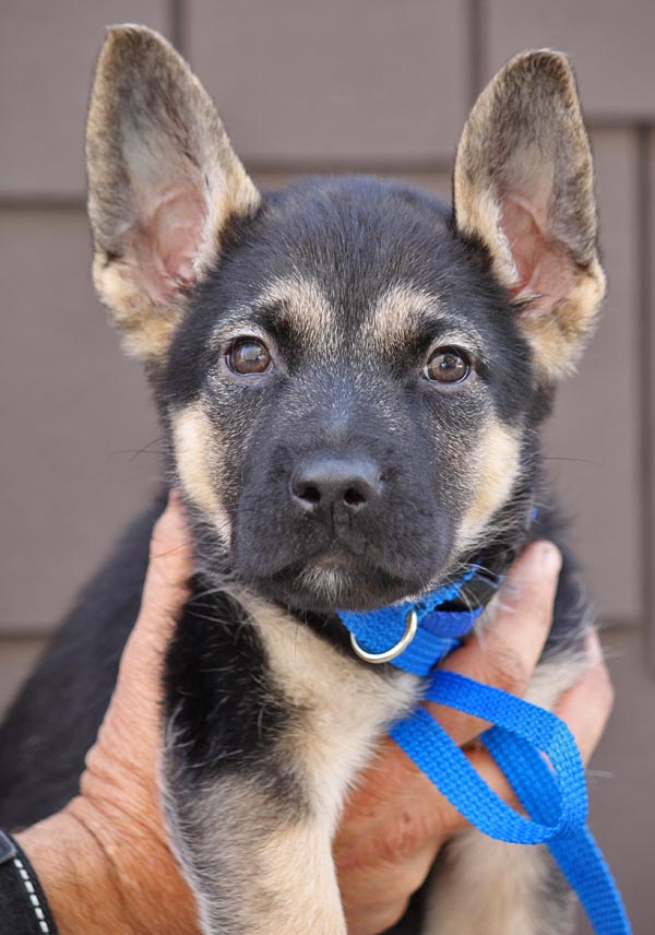 Westside German Shepherd Rescue of Los Angeles